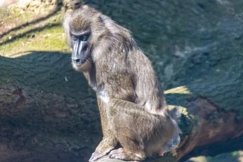Drill Monkey keeps a lookout in its territory Stock Photos