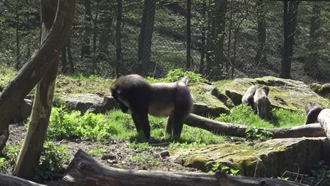 Drill monkey, Mandrillus leucophaeus in nature habitat. 库存影片 88728963