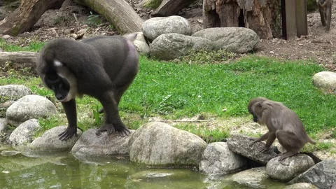 Drill monkey, Mandrillus leucophaeus, resting in the nature habitat area. Stock-Footage 107221907