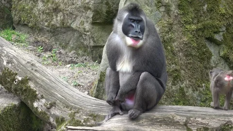 Drill monkey, Mandrillus leucophaeus, resting in the nature habitat area. 库存影片 107222074