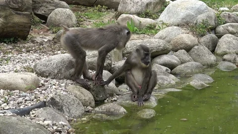 Drill monkey, Mandrillus leucophaeus, resting in the nature habitat area. Stock Footage 107908705