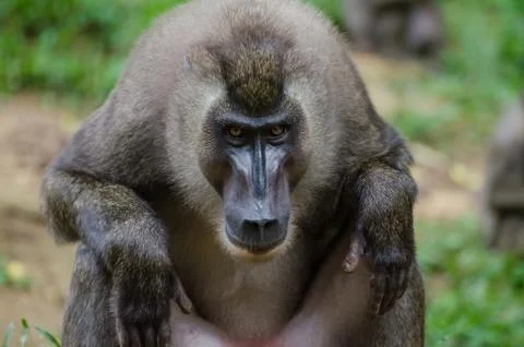 Drill monkey sitting and staring at viewer in rain forest of Nigeria Stock Photos