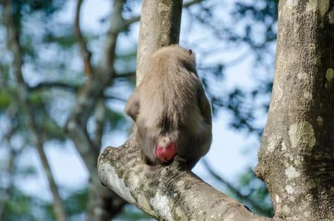 Drill monkey sitting on tree branch with back to viewer in rain forest Stock Photos