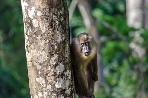 Drill monkey standing at tree trunk looking at viewer in rain forest of Nigeria Stock Photos