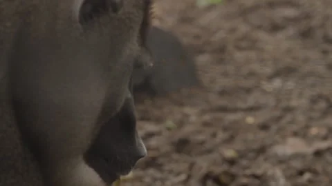 Drill Monkeys 01 Stock Footage 340900261