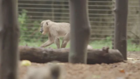 Drill Monkeys 02 Stock Footage 340899098