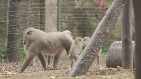 Drill Monkeys 03 Stock Footage 340900210
