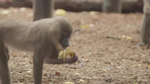 Drill Monkeys 05 Stock Footage 340905745