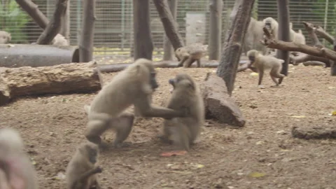 Drill Monkeys 06 Stock Footage 340899956