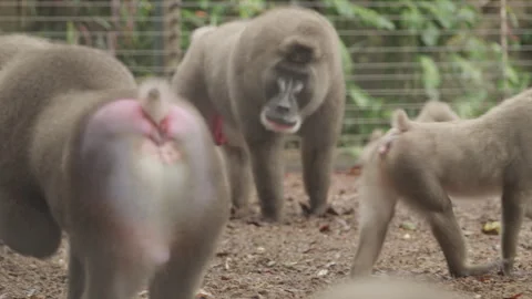 Drill Monkeys 07 Stock Footage 340904214