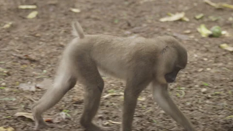 Drill Monkeys 09 Stock Footage 340907694