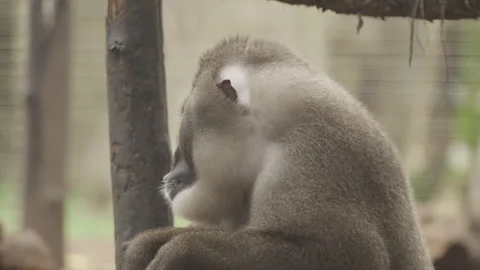 Drill Monkeys 10 Stock Footage 340908067