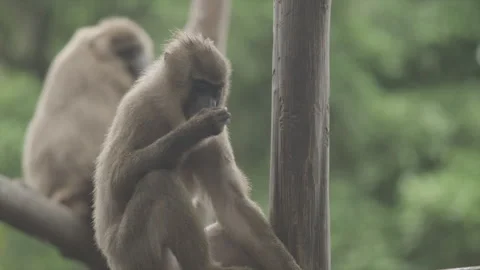 Drill Monkeys 11 Stock Footage 340902548