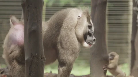 Drill Monkeys 12 Stock Footage 340904143