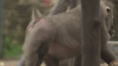 Drill Monkeys 13 Stock Footage 340904568