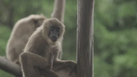 Drill Monkeys 16 Stock Footage 340907726