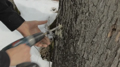 Drilling and Tapping a Maple Tree for maple sap and Syrup With Audio Stock Footage 124827333