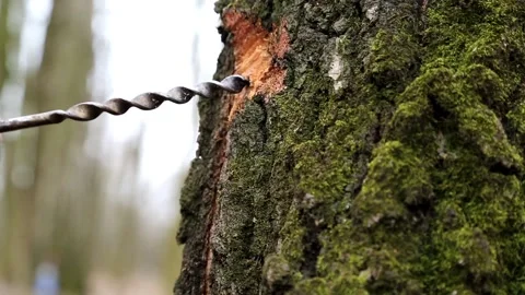 Drilling a birch tree to get birch sap Stock Footage 89194703