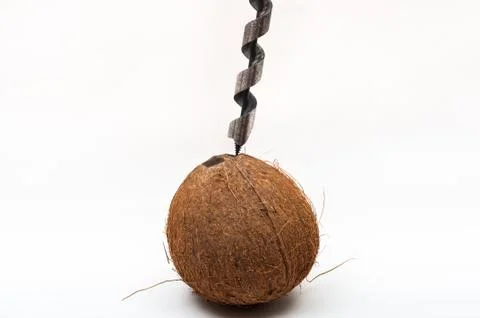 Drilling into coconut Stock Photos
