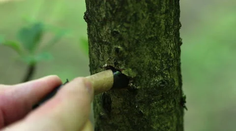 Drilling holes in the tree for a pyrotechnic effect. Stock Footage 64229580