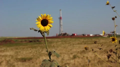 Drilling rig with wild sunflower Stock-Footage 41372993