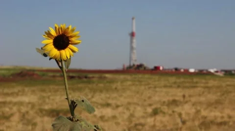 Drilling rig with wild sunflower rack focus Stock Footage