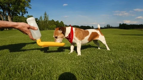 Drink water dog Vídeo Stock 76243155