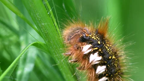Drinker moth caterpillar, Euthrix potatoria Stock-Footage 147841731