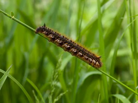 Drinker moth caterpillar Stock Photos