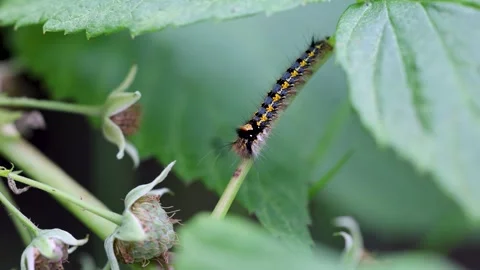 Drinker moth caterpillar in Poland Stock Footage 348667573