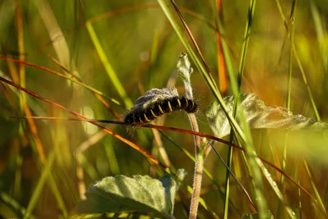 Drinker moth (Euthrix Potatoria) Caterpillar on a leaf Stock Photos