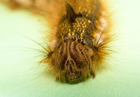 Drinker moth (euthrix potatoria) Stock Photos