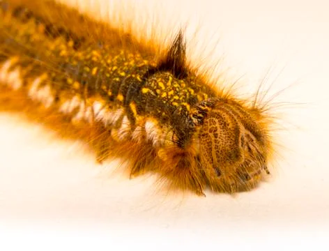 Drinker moth (euthrix potatoria) Stock Photos