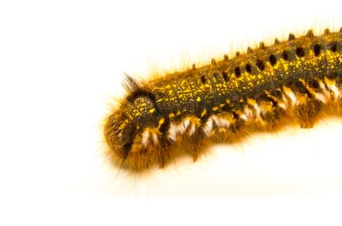 Drinker moth (euthrix potatoria) Stock Photos