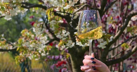 Drinking and tasting wine in wineyard at spring Stock Footage 153538890
