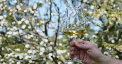 Drinking and tasting wine in wineyard at spring Video stock 153538964