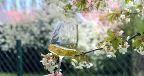 Drinking and tasting wine in wineyard at spring Stock Footage 153539030