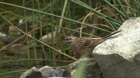 Drinking bird in the mountain Video stock 39614373