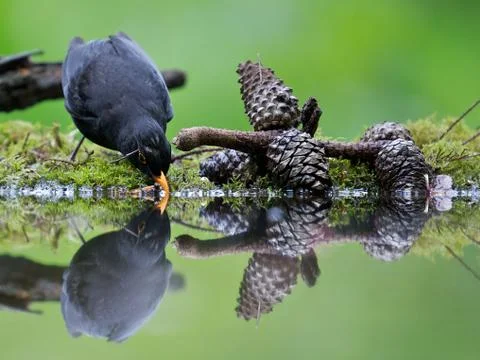 Drinking Bird Stock Photos