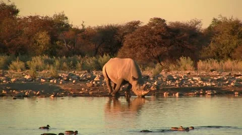Drinking black rhino Stock Footage 12165609