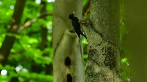 Drinking Black Woodpecker high in a tree Video stock 121585806