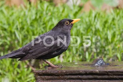 Drinking blackbird at a fountain in the garden Stock Photos