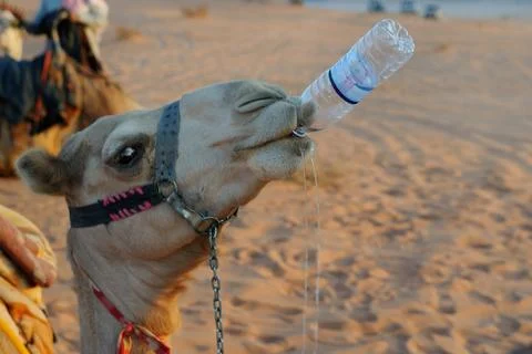 Drinking camel Stock Photos