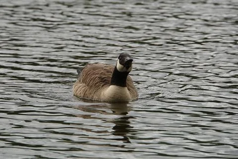 Drinking Canada Goose Foto stock