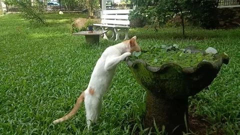 Drinking cat Stock Footage 135300337