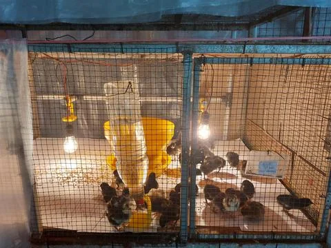 Drinking chicken Stockfoto's