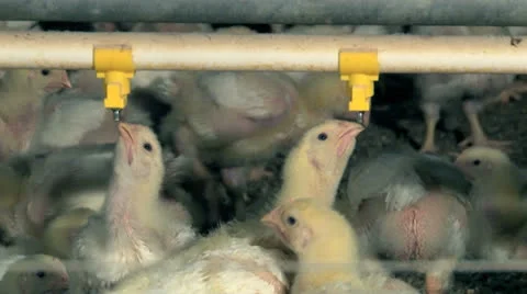 Drinking chicks Stock Footage 24885355