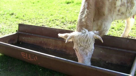Drinking cow Stock Footage 877781