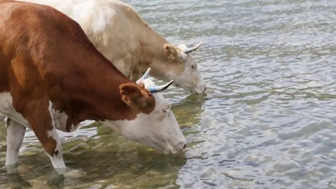 Drinking cows at the lake Video stock 79867897