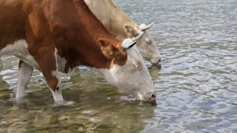 Drinking cows at the lake Video stock 79867909